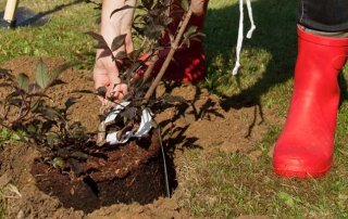 krumpholz_boden_gartentipps